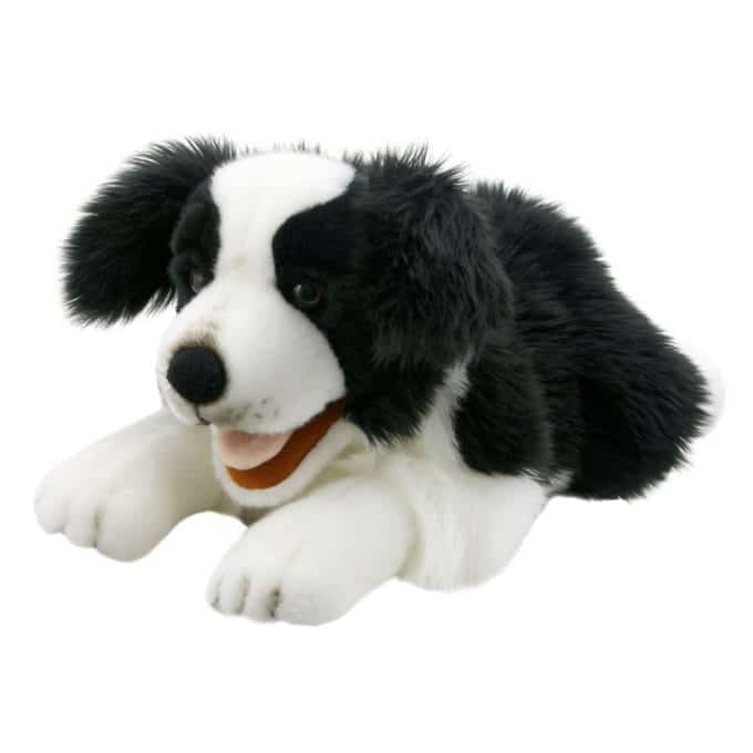 BORDER COLLIE PLAYFUL PUPPIES
