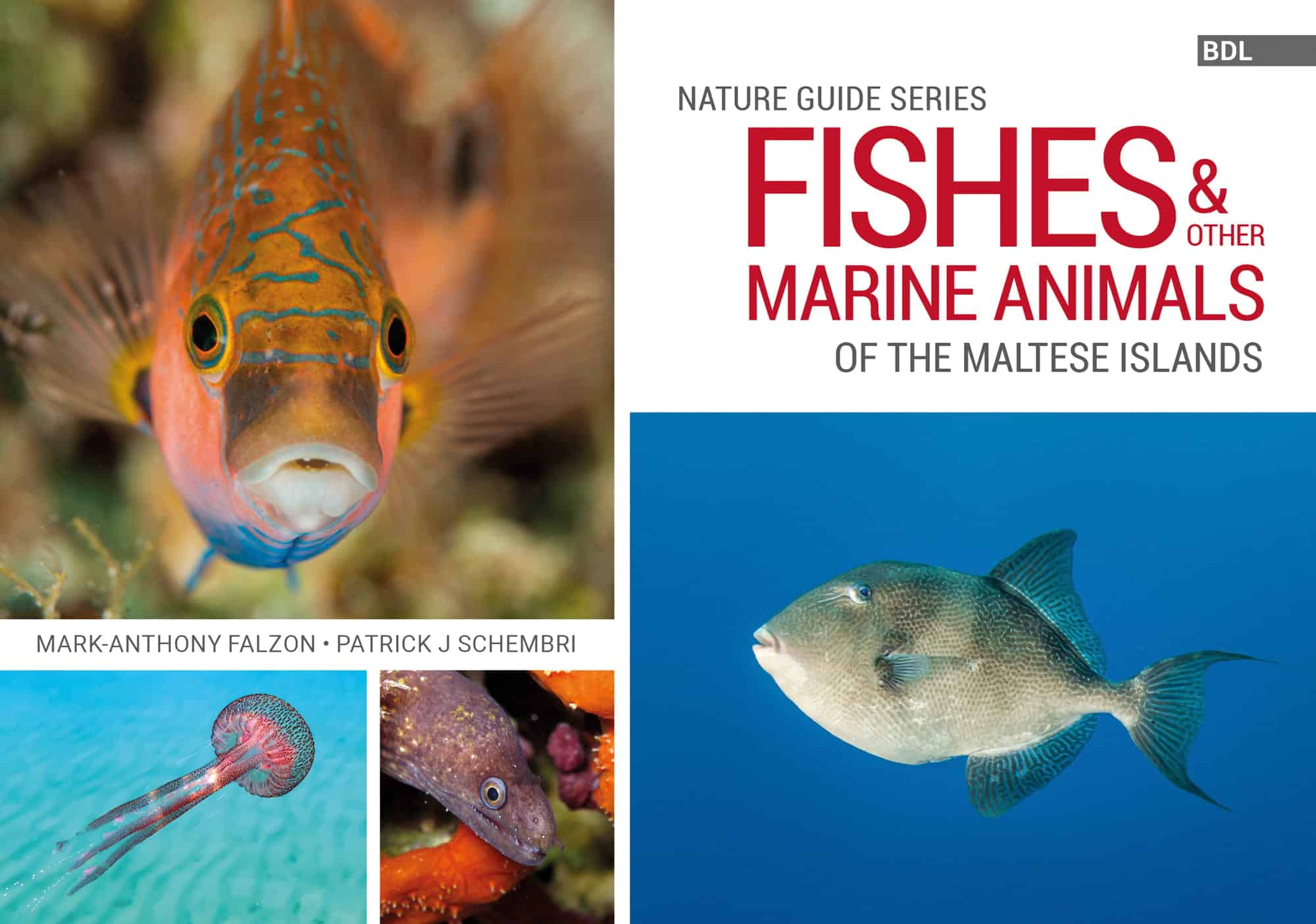 FISHES AND OTHER MARINE ANIMALS OF THE M