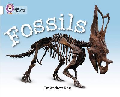 BIG CAT FOSSILS BAND 10 WHITE