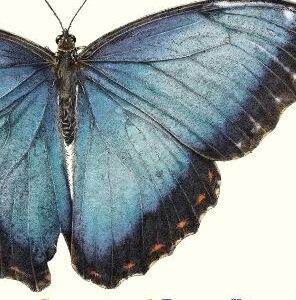 Sensational Butterflies