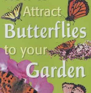 How To Attract Butterflies To Your Garden