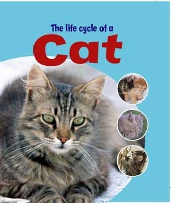 Learning About Life Cycles: The Life Cycle Of A Cat
