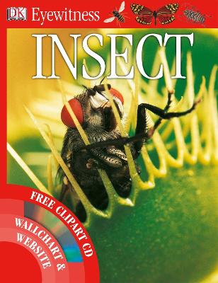 Insect