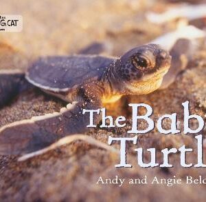 The Baby Turtle: Band 03/Yellow (Collins Big Cat)