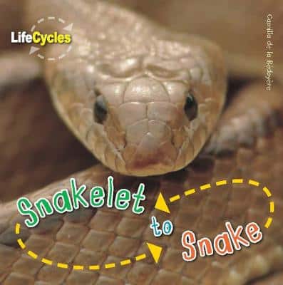 Snakelet To Snake: Volume 12