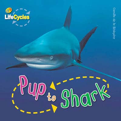 Lifecycles: Pup To Shark
