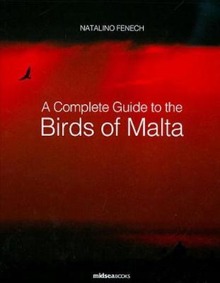 A Complete Guide To Birds Of Malta