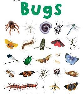 Mad About Bugs