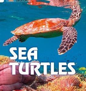 BIG CAT SEA TURTLES
