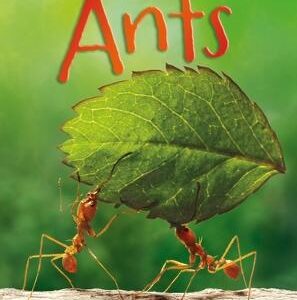 Ants