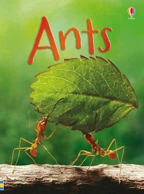 Ants