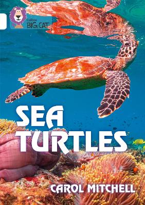 BIG CAT SEA TURTLES